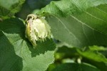 Common Filbert immature fruit among foliage