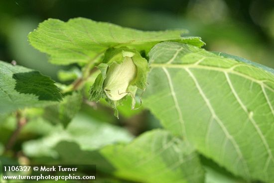 Corylus avellana