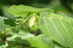 Common Filbert immature fruit among foliage