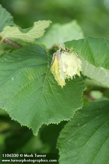 Corylus avellana