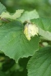 Common Filbert immature fruit among foliage