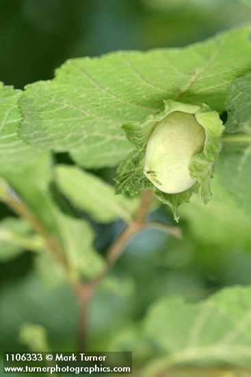 Corylus avellana