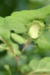 Common Filbert immature fruit among foliage