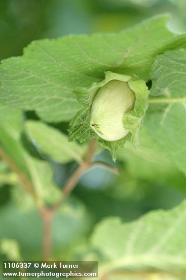 Corylus avellana