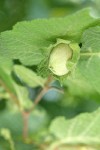 Common Filbert immature fruit among foliage