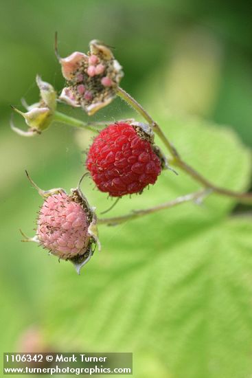 Rubus parviflorus