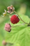 Thimbleberry fruit detail