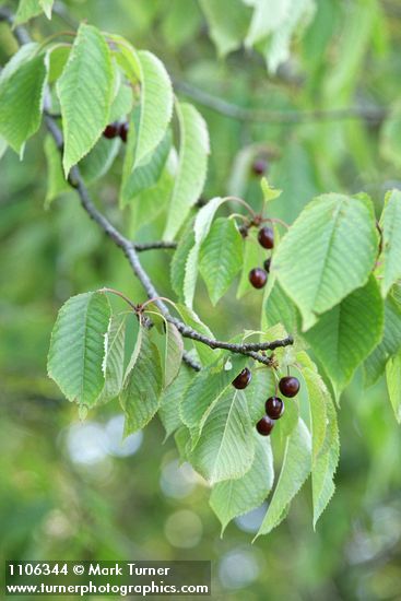 Prunus avium