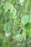 Sweet Cherry fruit among foliage