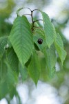 Sweet Cherry fruit among foliage