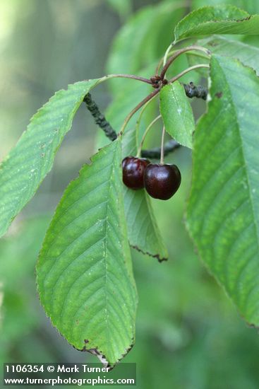 Prunus avium