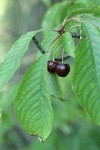 Sweet Cherry fruit among foliage