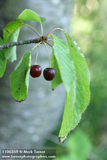 Prunus avium