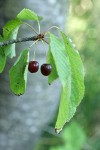 Sweet Cherry fruit among foliage