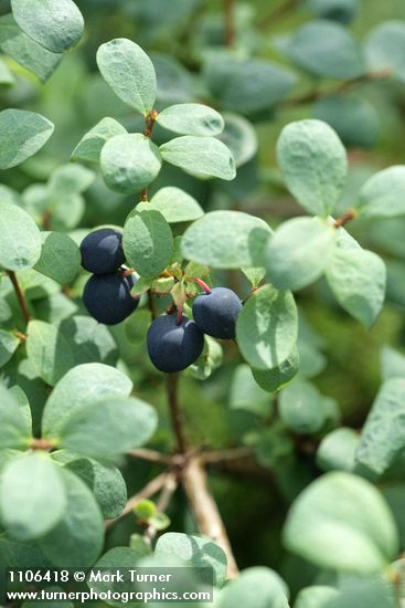 Vaccinium uliginosum var. alpinum