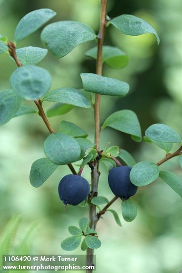 Vaccinium uliginosum var. alpinum