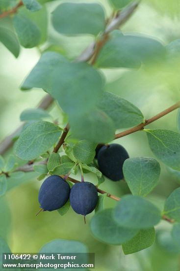 Vaccinium uliginosum var. alpinum