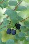 Bog Blueberry fruit & foliage