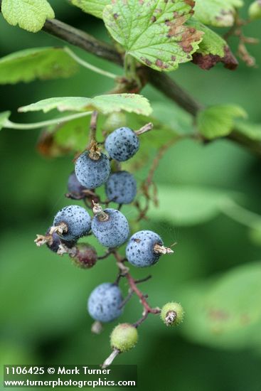 Ribes sanguineum