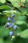 Red-flowering Currant fruit