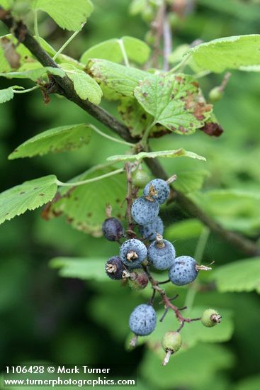 Ribes sanguineum