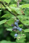 Red-flowering Currant fruit & foliage