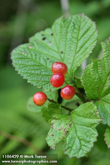 Viburnum edule