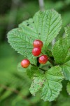 Highbush Cranberry fruit & foliage