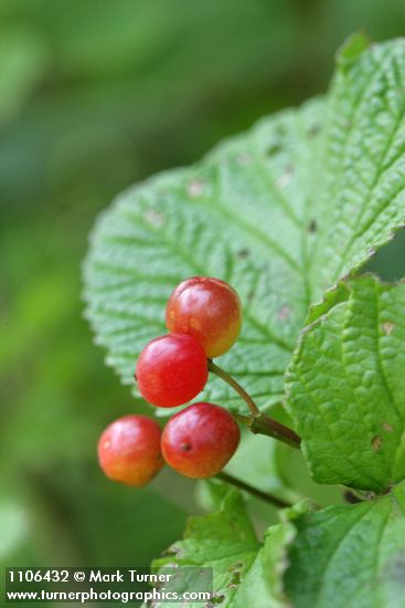 Viburnum edule