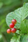 Highbush Cranberry fruit & foliage