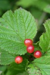 Highbush Cranberry fruit & foliage