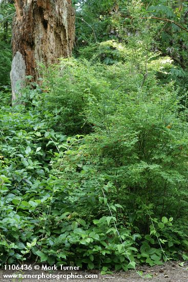 Vaccinium parvifolium; Gaultheria shallon; Rubus ursinus