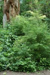 Red Huckleberries w/ Trailing Blackberries on Salal