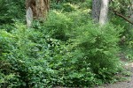 Red Huckleberries w/ Trailing Blackberries on Salal