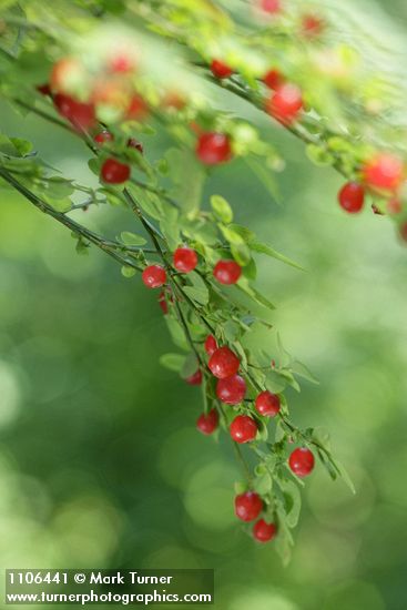 Vaccinium parvifolium