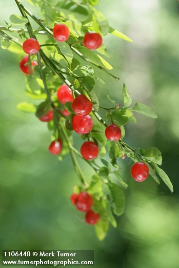 Vaccinium parvifolium