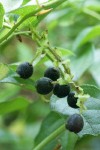 Salal fruit