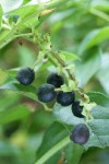 Salal fruit