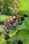 Salal fruit