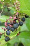 Salal fruit