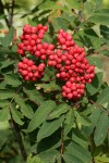 Cascade Mountain Ash fruit & foliage