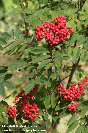 Sorbus scopulina var. scopulina