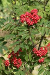 Cascade Mountain Ash fruit & foliage