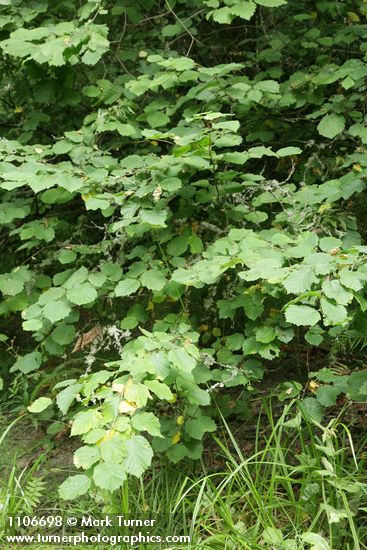 Corylus cornuta