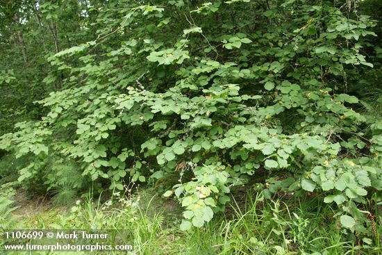 Corylus cornuta