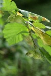 Beaked Hazelnut pairs of nuts beneath foliage