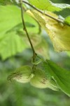 Beaked Hazelnut pair of nuts beneath foliage