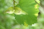 Beaked Hazelnut pair of nuts beneath foliage