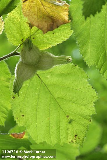 Corylus cornuta