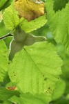 Beaked Hazelnut trio of nuts beneath foliage